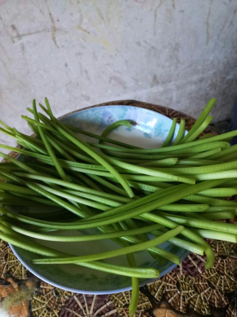 新鲜红薯杆茎叶均可食用要的现采百里之内免费送货上门