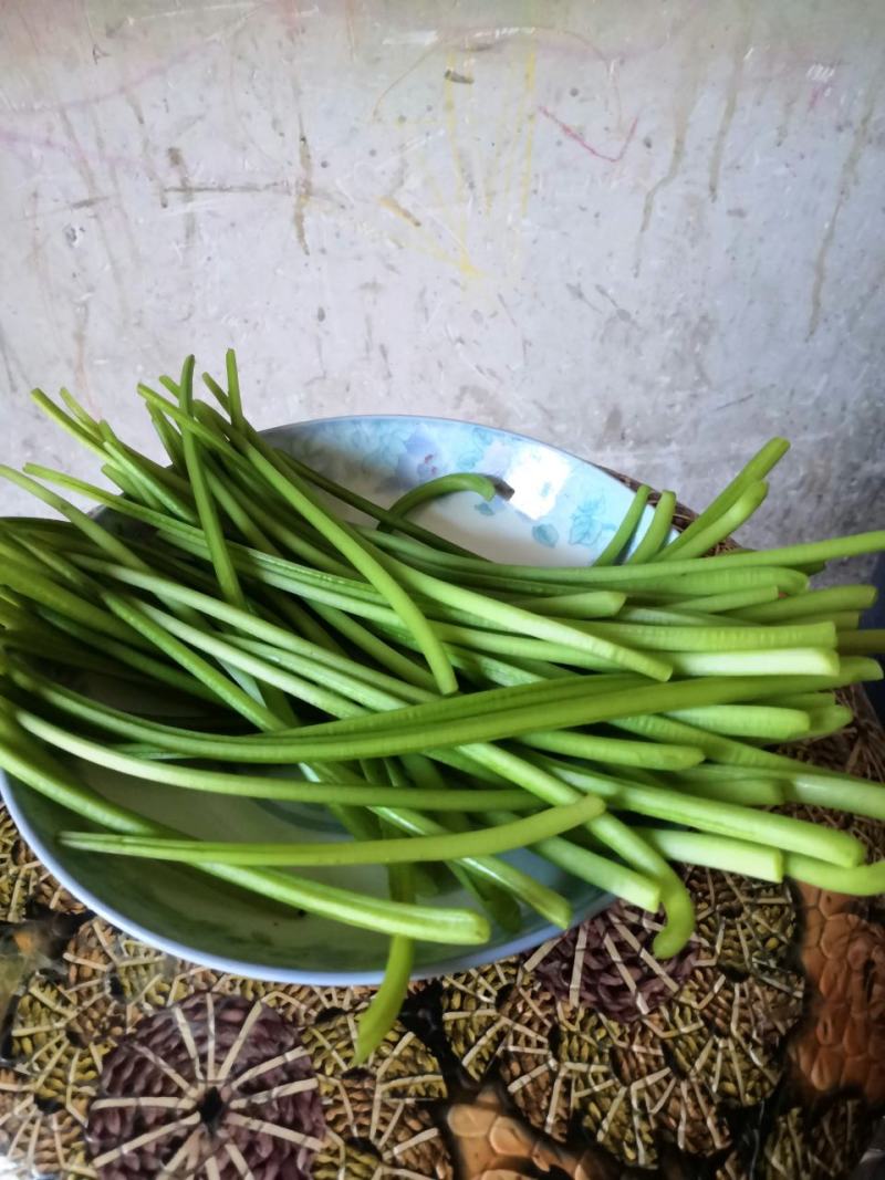 新鲜红薯杆茎叶均可食用要的现采百里之内免费送货上门