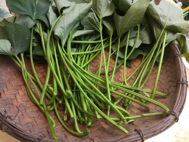 新鲜红薯杆茎叶均可食用要的现采百里之内免费送货上门