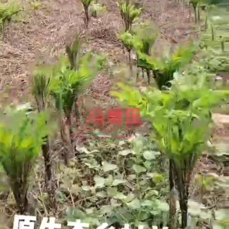 魔芋销售