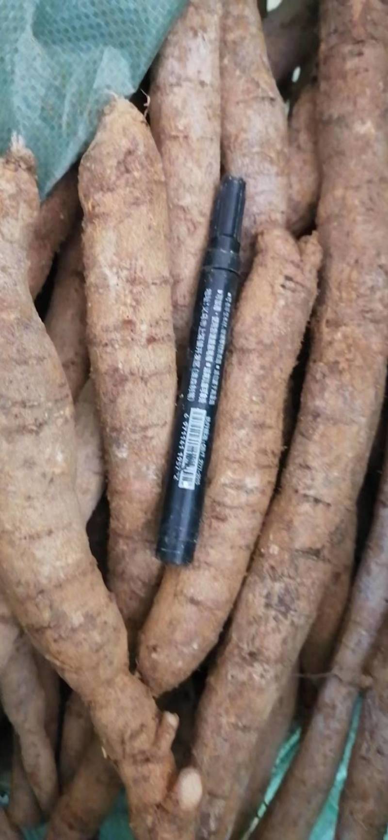 新鲜中叶牛大力，根，小次，大次，小小牛，煲汤泡酒口味甘甜