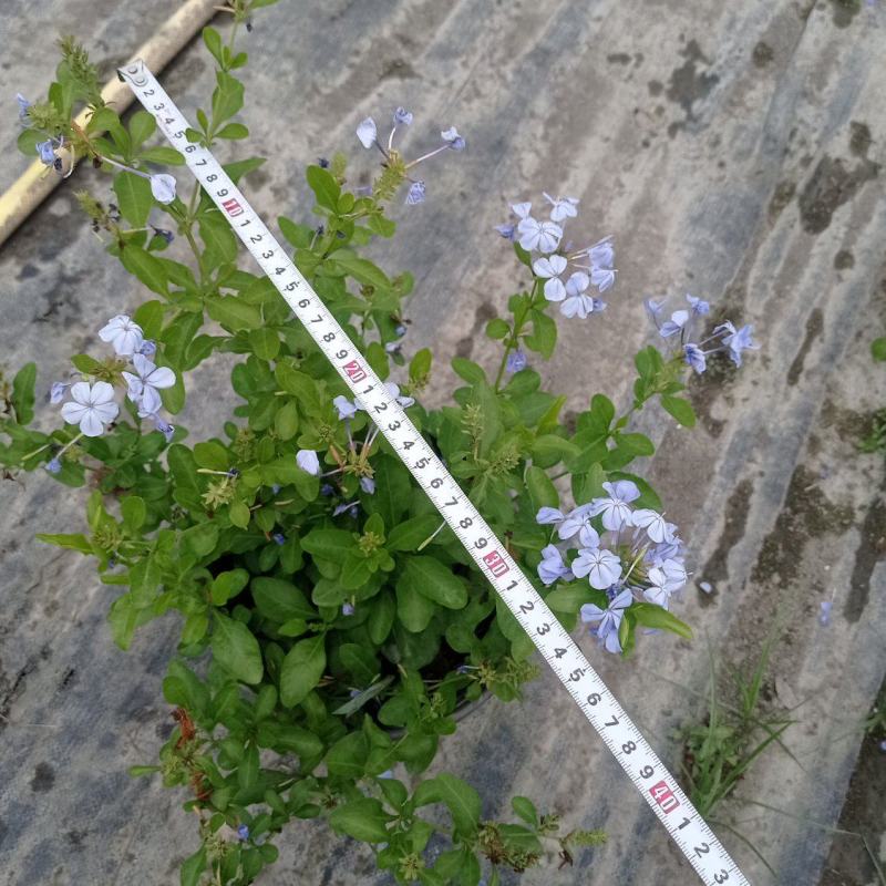 蓝雪花，大小规格都有
