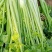 4月到7月芹菜大量上市9-4毛
