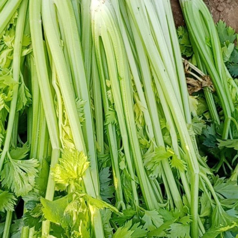 4月到7月芹菜大量上市9-4毛