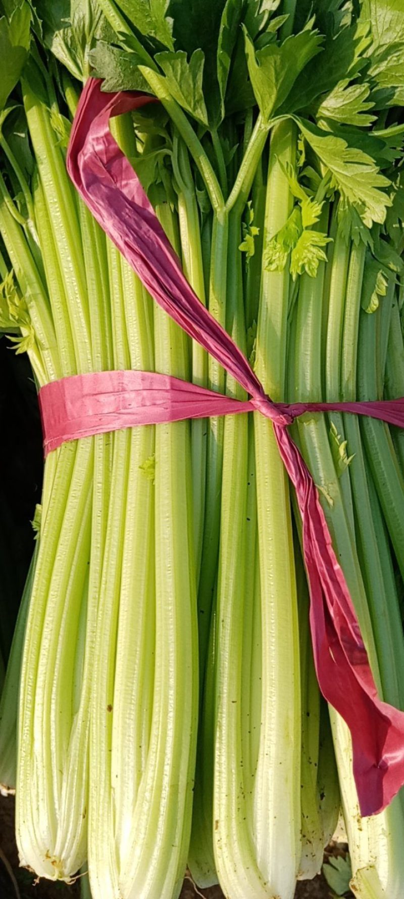 4月到7月芹菜大量上市9-4毛