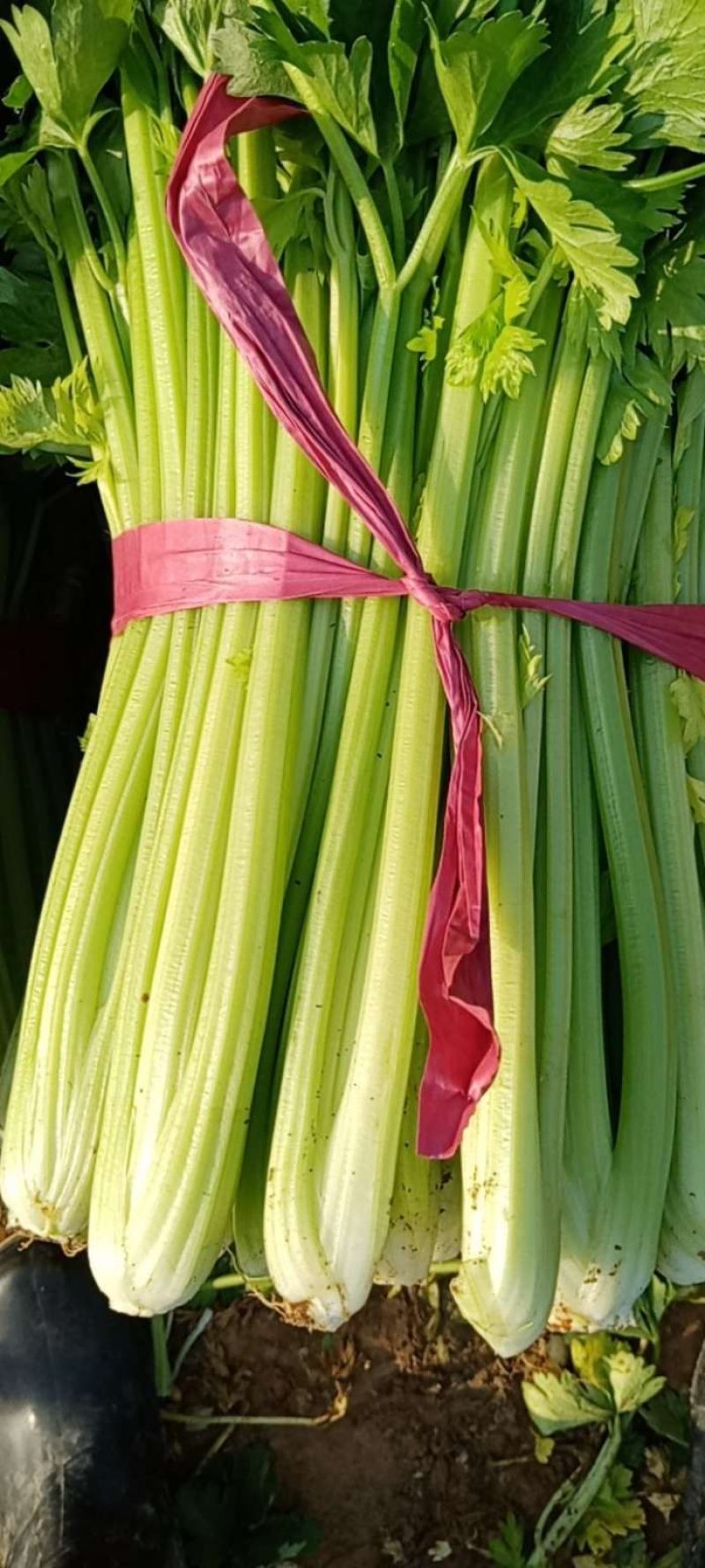 4月到7月芹菜大量上市9-4毛