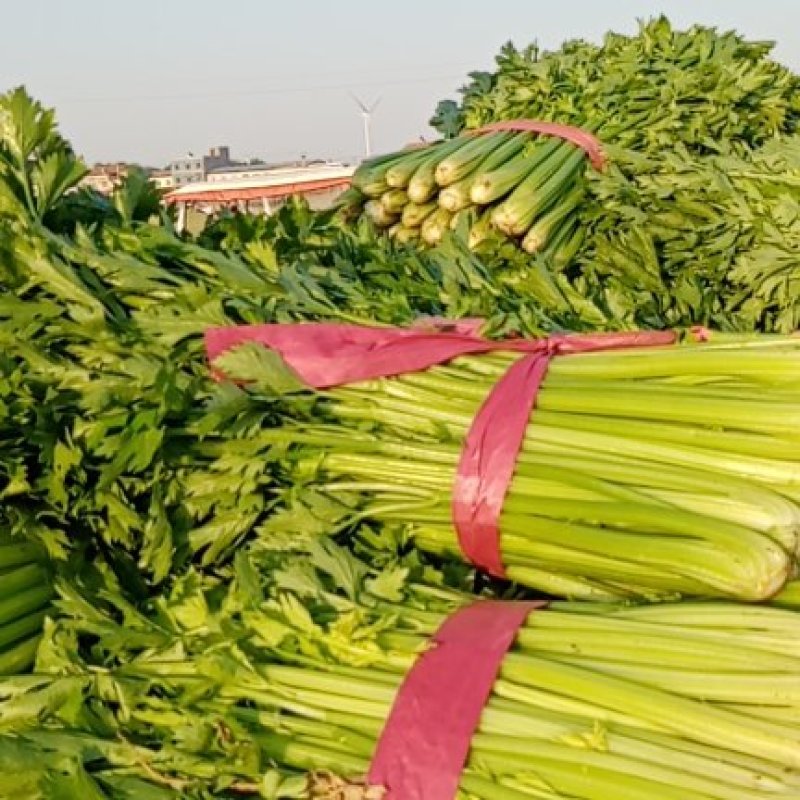 4月到7月芹菜大量上市9-4毛