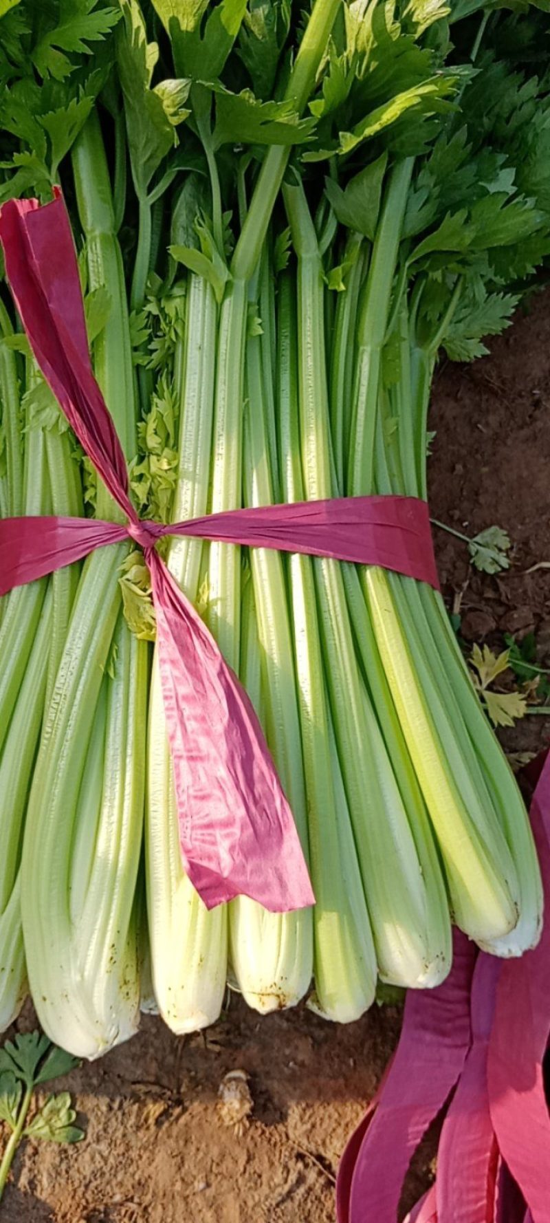 4月到7月芹菜大量上市9-4毛
