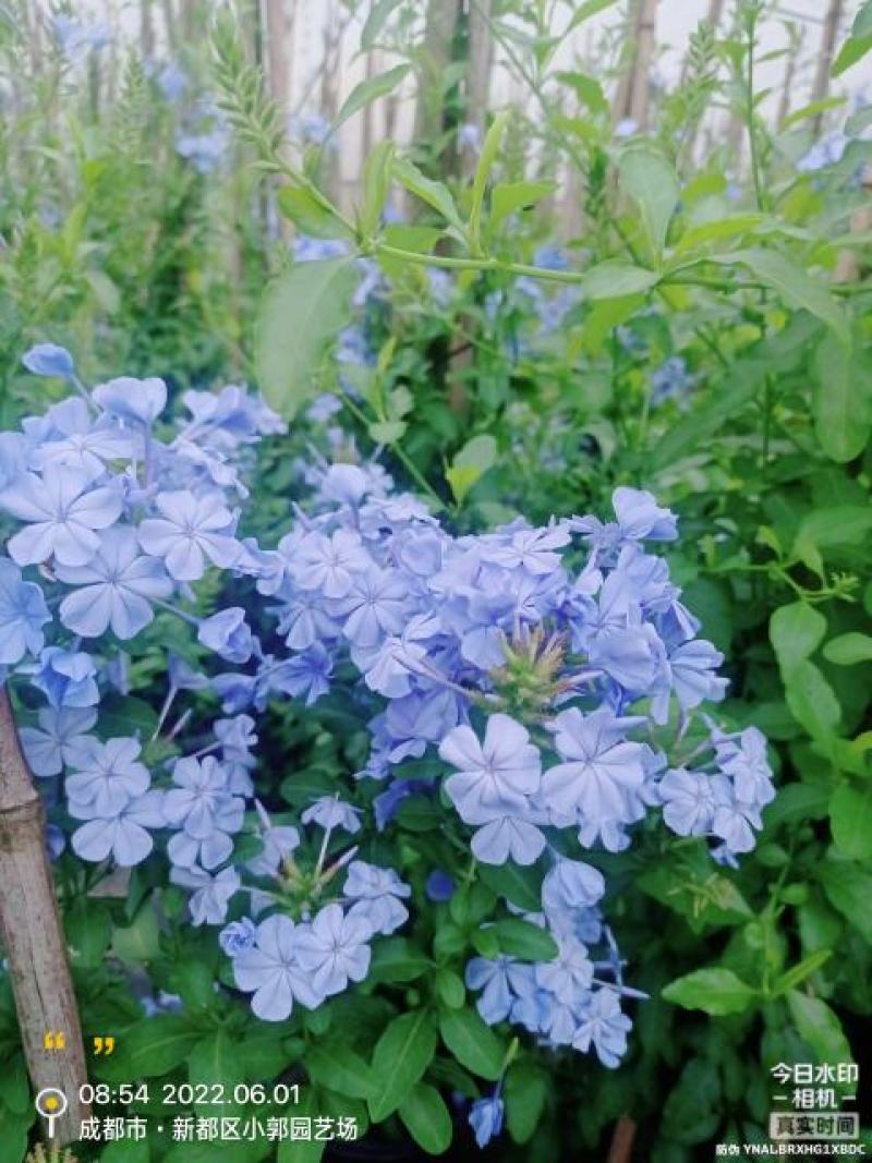 蓝雪花，大小规格都有