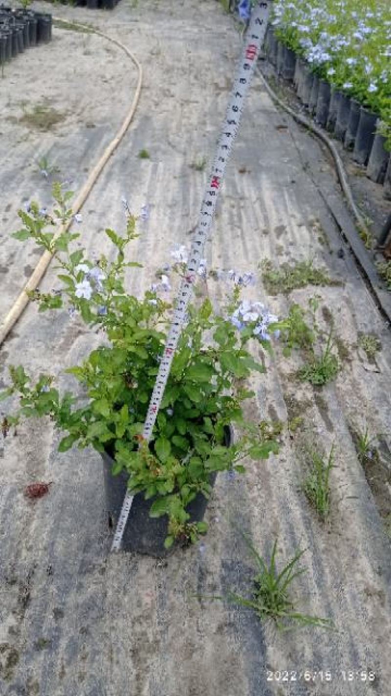蓝雪花，大小规格都有