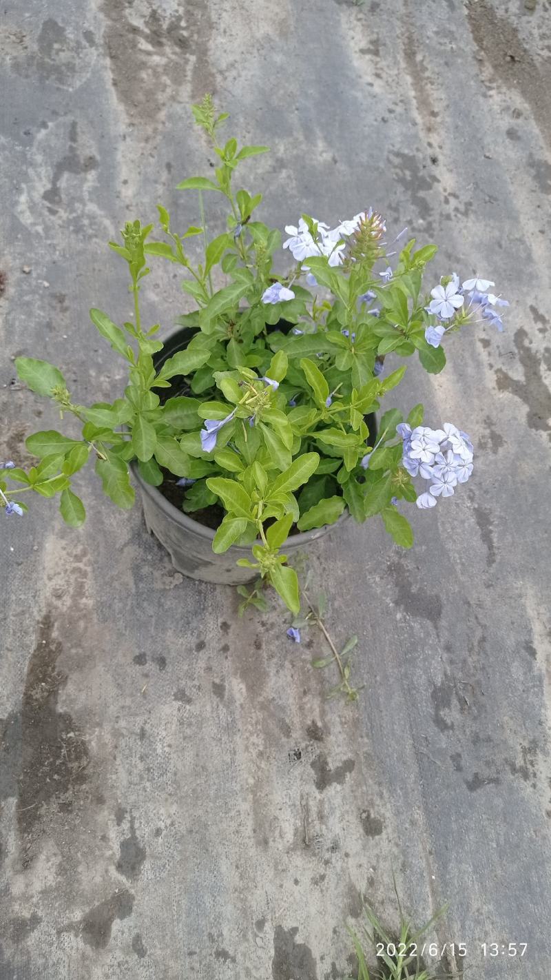 蓝雪花，大小规格都有