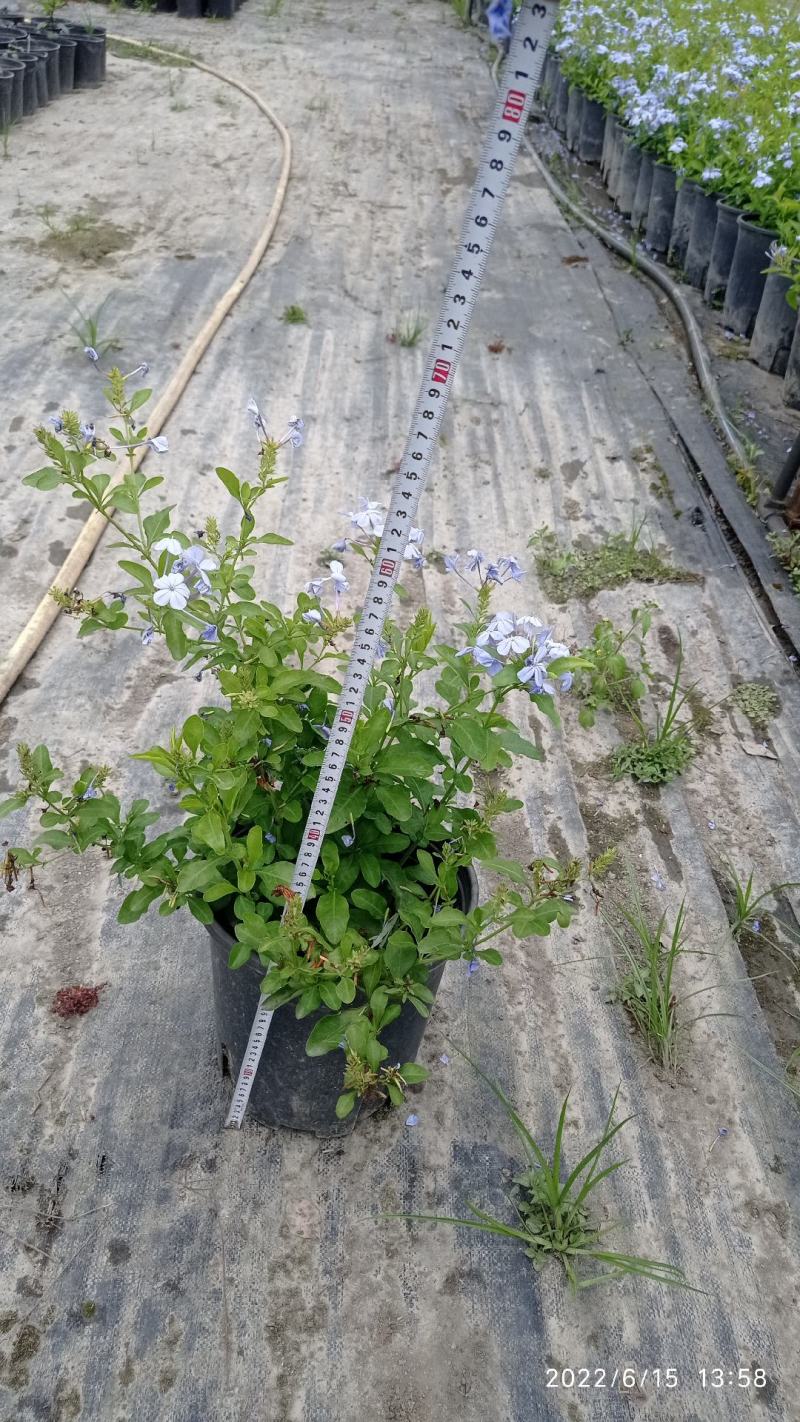 蓝雪花，大小规格都有