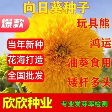 向日葵种子玩具熊向日葵种子油葵食用向日葵观赏向日葵种子
