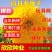 向日葵种子玩具熊向日葵种子油葵食用向日葵观赏向日葵种子