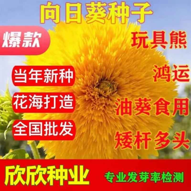 向日葵种子玩具熊向日葵种子油葵食用向日葵观赏向日葵种子