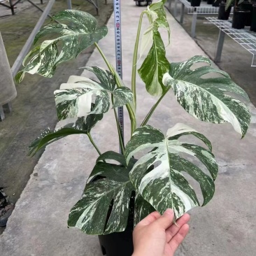 锦化进口（绿植盆栽）基地直销全国一件代发物美价廉产品好