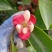 黑老虎，布福娜