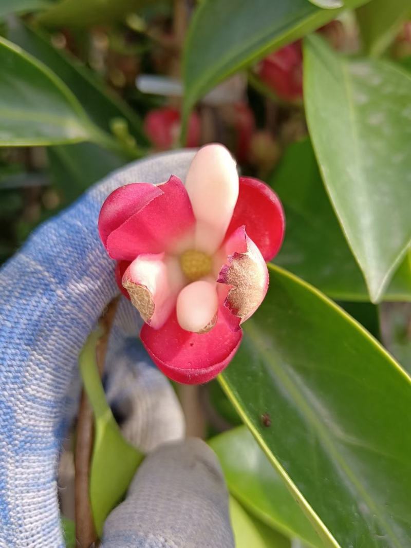 黑老虎，布福娜