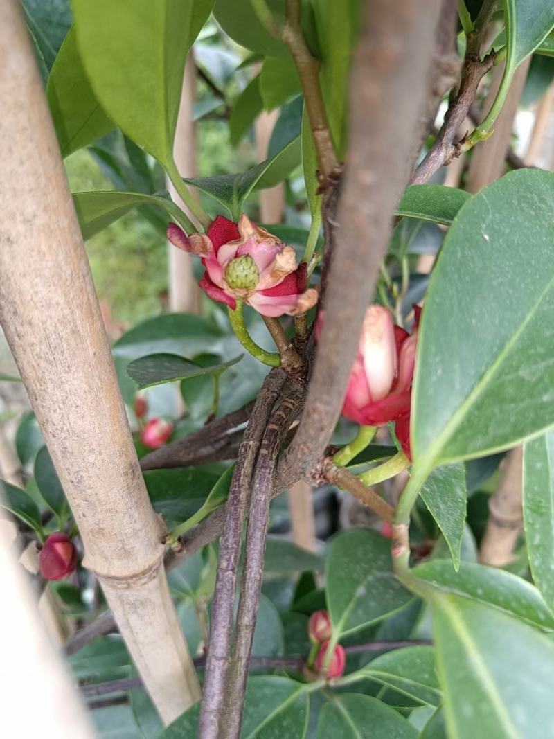 黑老虎，布福娜