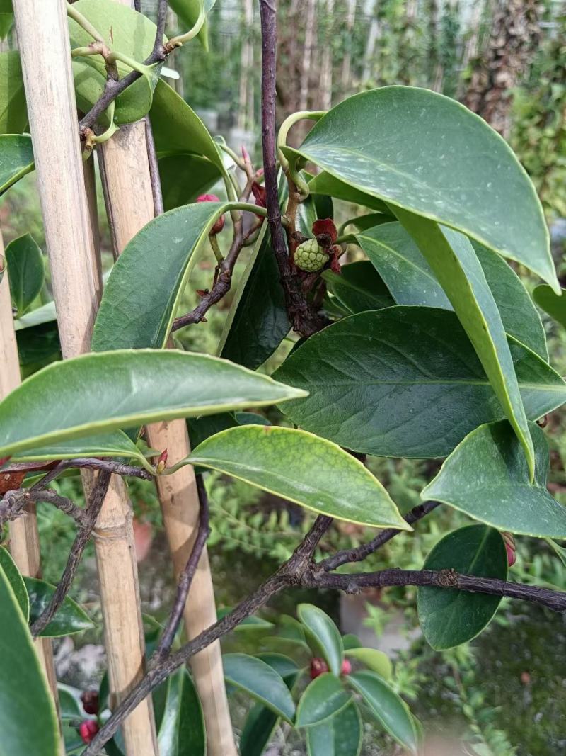 黑老虎，布福娜