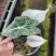 锦化进口（绿植盆栽）基地直销全国一件代发物美价廉产品好