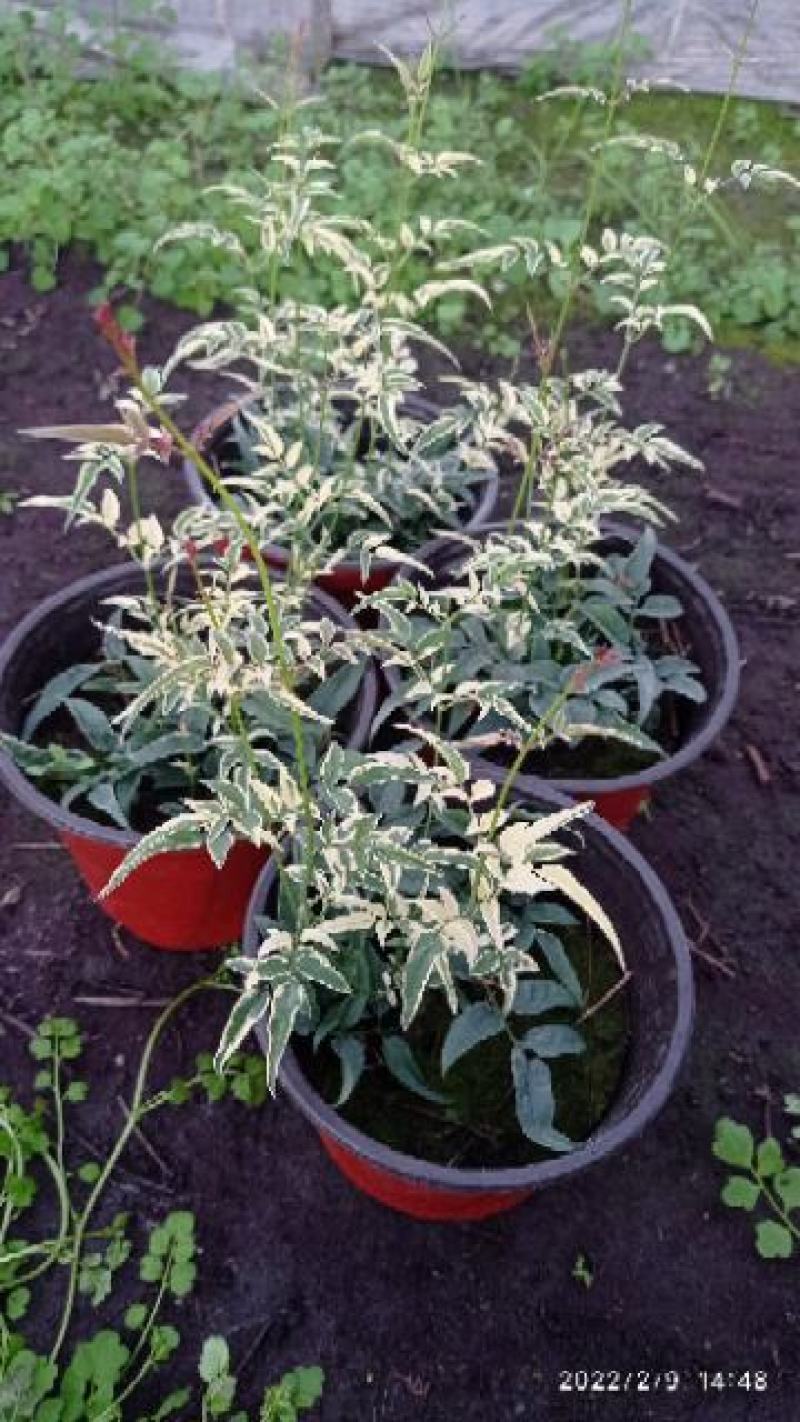 彩叶多花素馨
