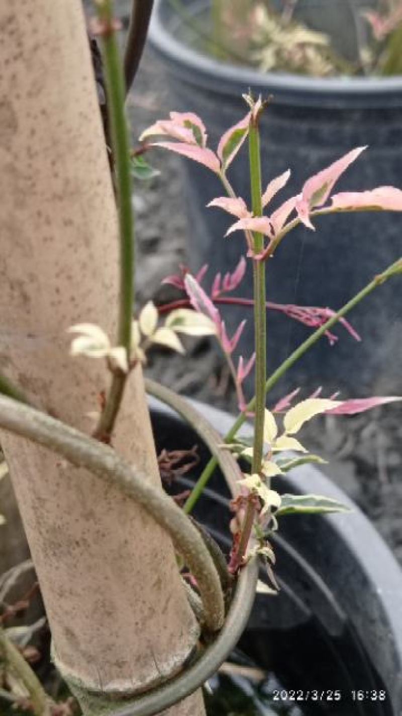 彩叶多花素馨