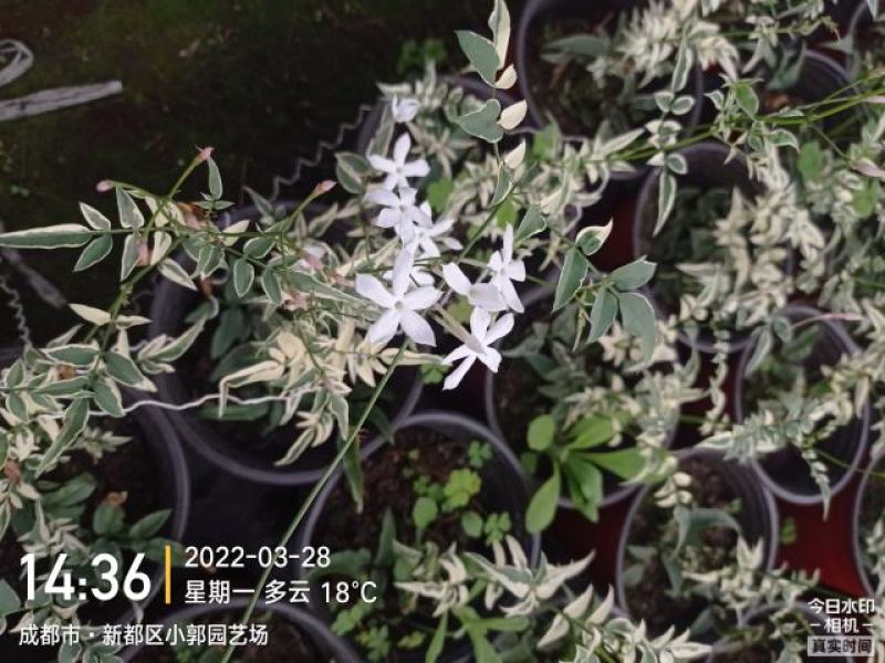 彩叶多花素馨