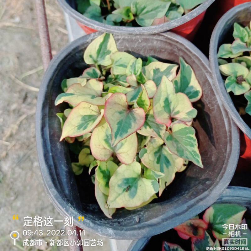 彩叶折耳根