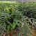 二十亩红贵妃芒果苗自种自销，营养杯苗很好成活