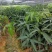 二十亩红贵妃芒果苗自种自销，营养杯苗很好成活