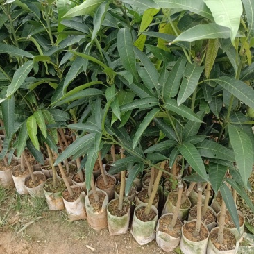二十亩红贵妃芒果苗自种自销，营养杯苗很好成活