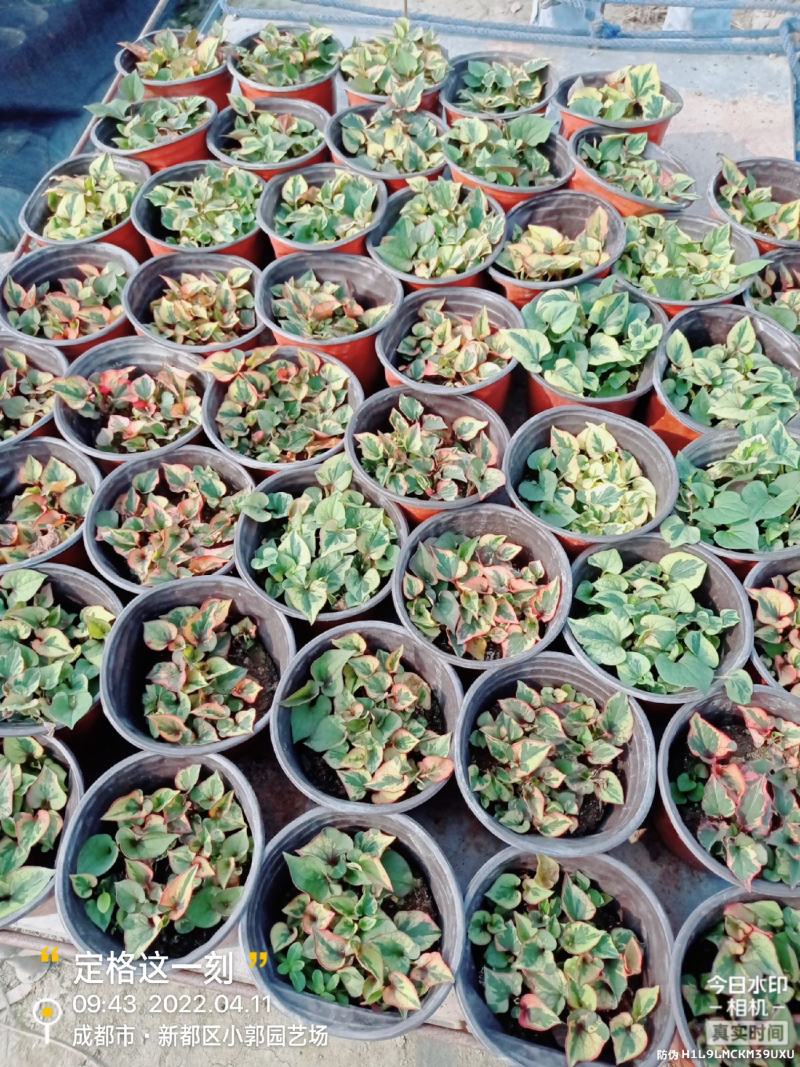 彩叶折耳根