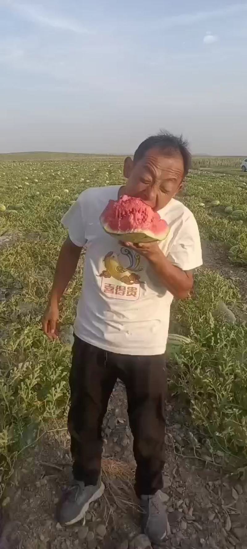 【推荐老店】宁夏石头瓜诚信报价产地直发质量保证