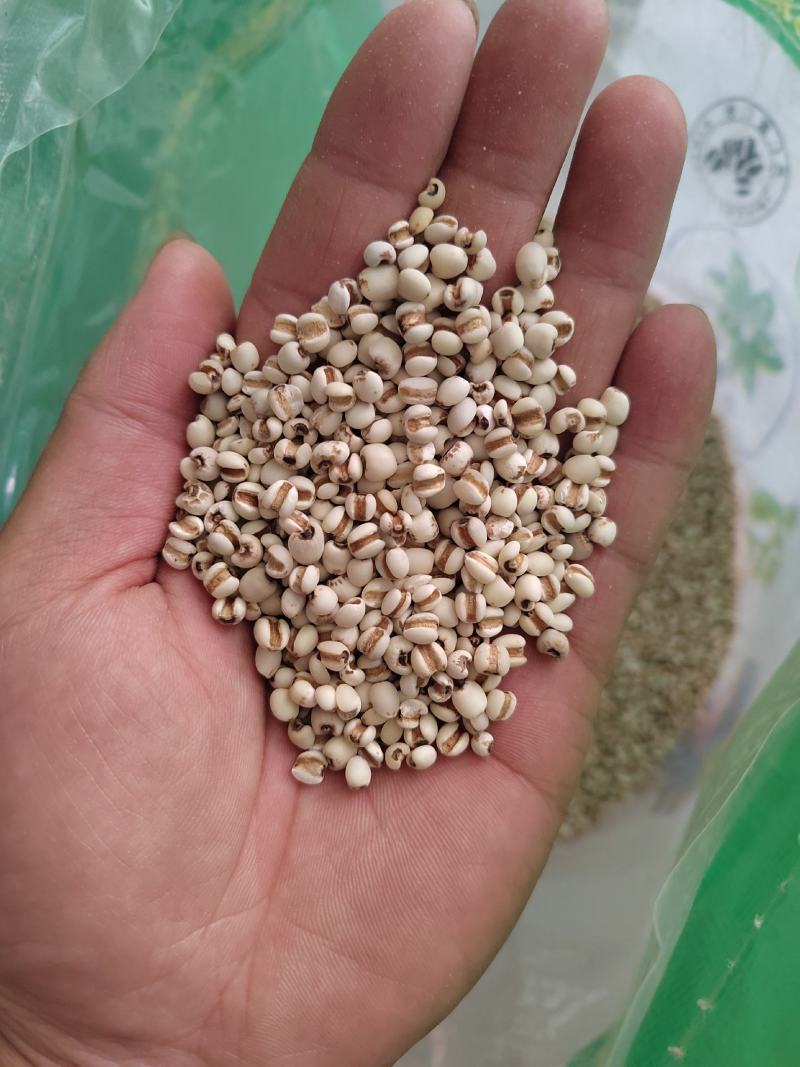 薏米仁薏米鲁舜泽中药材商行诚信经营