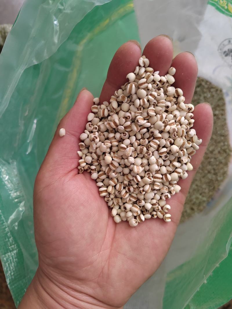 薏米仁薏米鲁舜泽中药材商行诚信经营