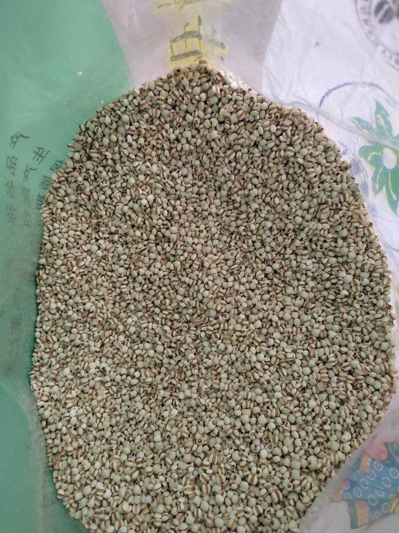 薏米仁薏米鲁舜泽中药材商行诚信经营