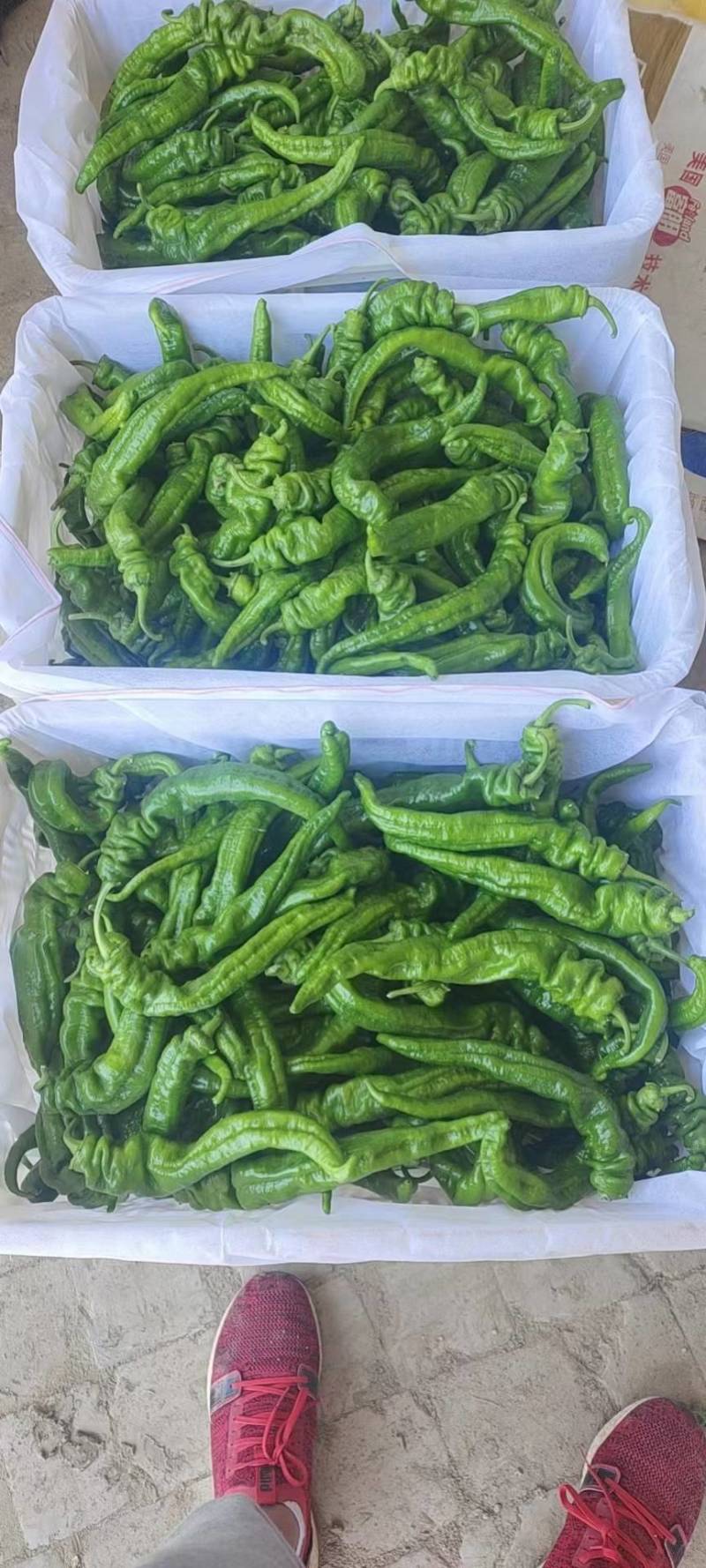 螺丝椒支持视频看货可打冷欢迎老板进店选购