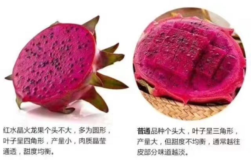 广州从化区火龙果场，自产自销，红心火龙果，一件代发，团购