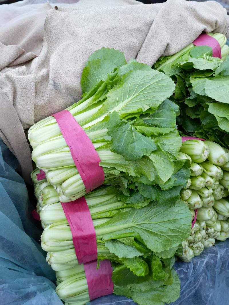 小白菜，优质小白菜上市中，各种蔬菜供应，代发全国各地