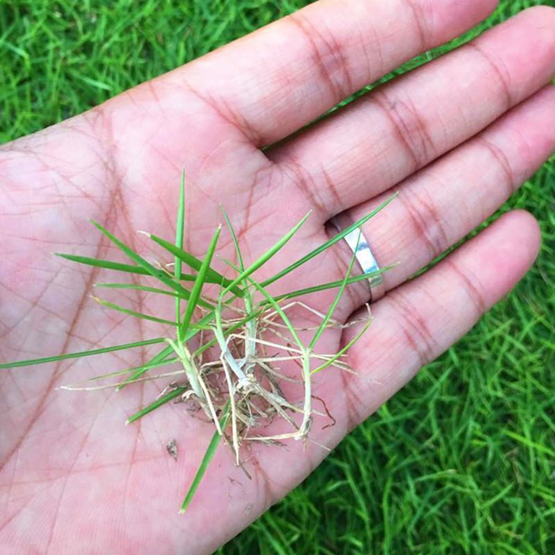 进口草坪种子四季绿化草籽护坡狗牙根黑麦草低矮耐踩踏包邮