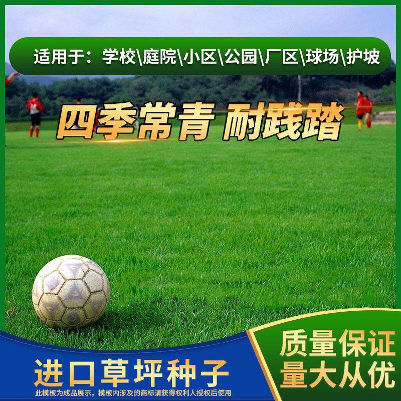 进口草坪种子四季绿化草籽护坡狗牙根黑麦草低矮耐踩踏包邮