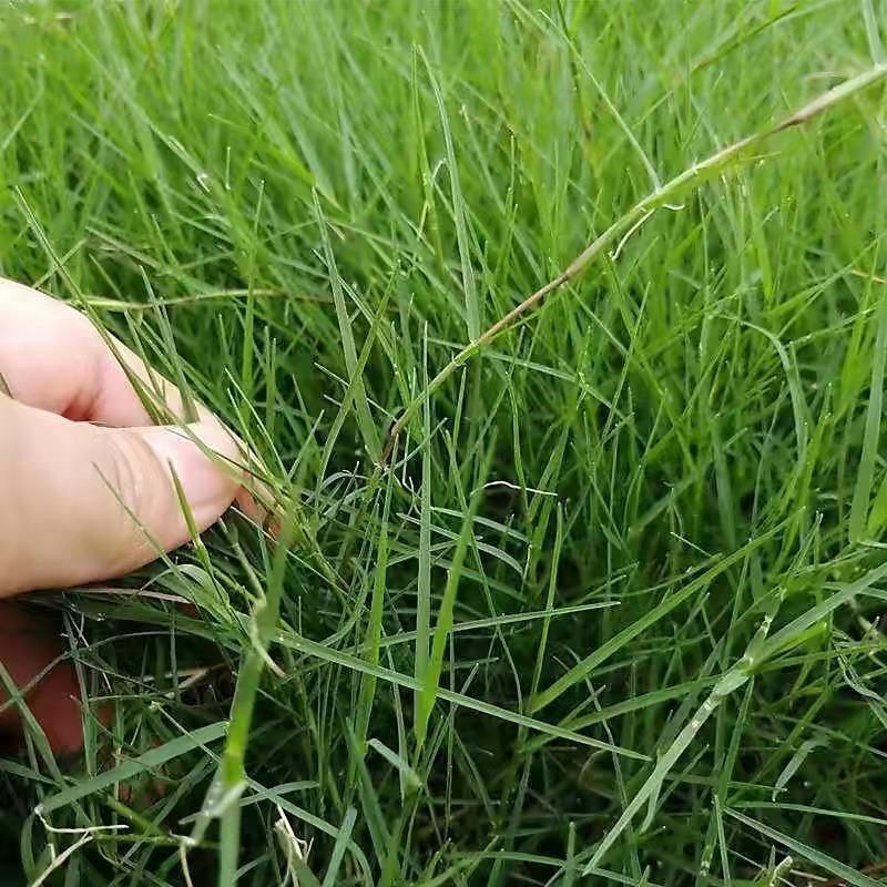 进口草坪种子四季绿化草籽护坡狗牙根黑麦草低矮耐踩踏包邮