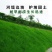 进口草坪种子四季绿化草籽护坡狗牙根黑麦草低矮耐踩踏包邮