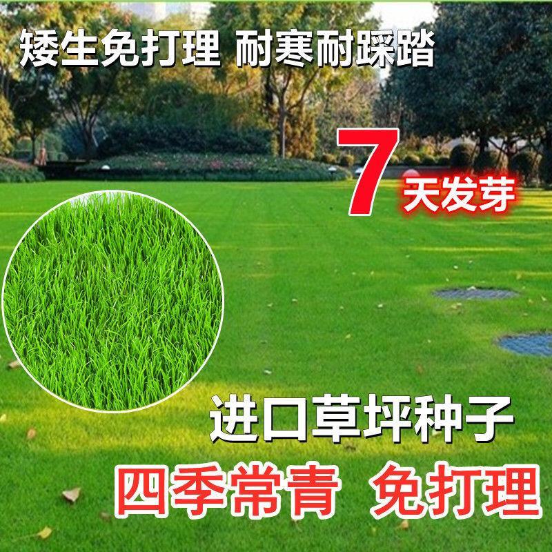 进口草坪种子四季绿化草籽护坡狗牙根黑麦草低矮耐踩踏包邮