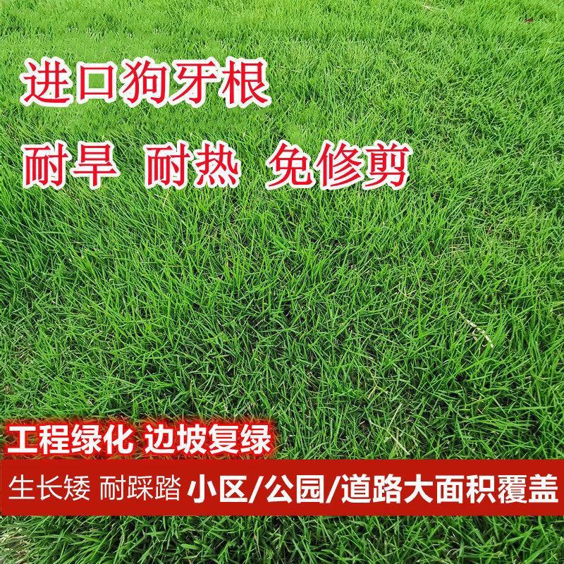 进口草坪种子四季绿化草籽护坡狗牙根黑麦草低矮耐踩踏包邮
