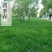 进口草坪种子四季绿化草籽护坡狗牙根黑麦草低矮耐踩踏包邮
