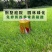 进口草坪种子四季绿化草籽护坡狗牙根黑麦草低矮耐踩踏包邮
