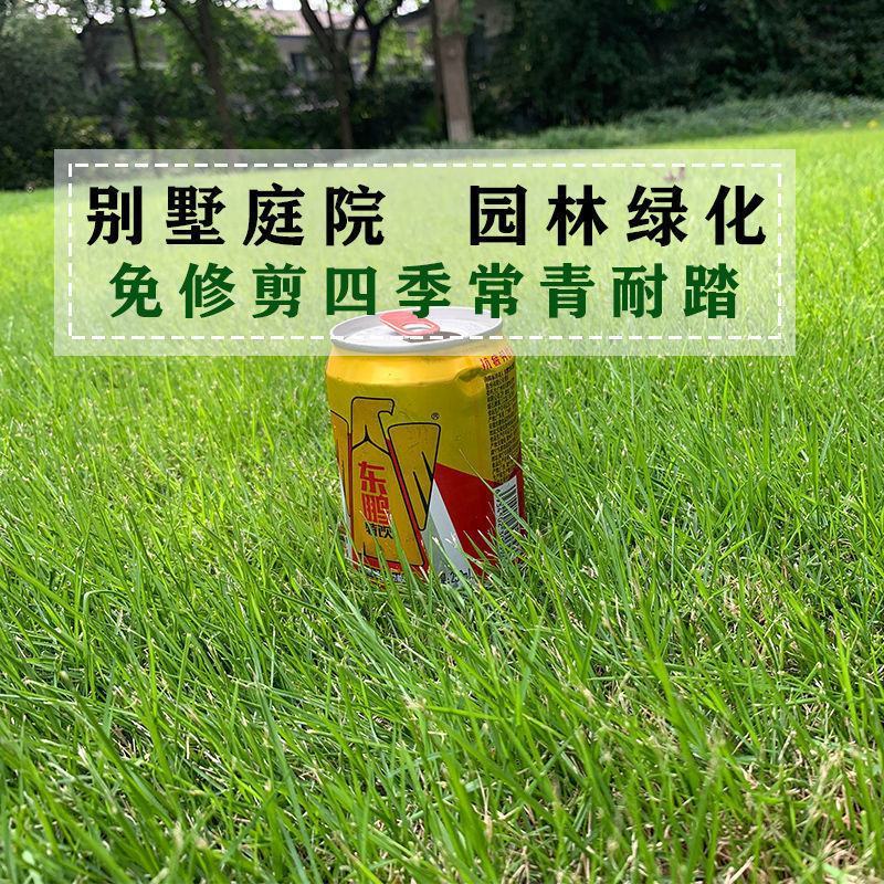进口草坪种子四季绿化草籽护坡狗牙根黑麦草低矮耐踩踏包邮
