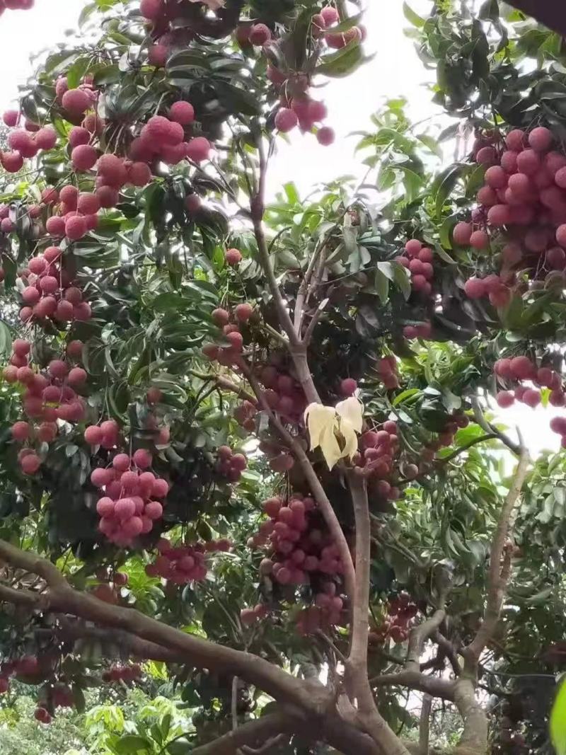 淮枝荔枝，双壳淮枝批发市场，电商平台，社区团购一件代发